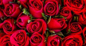 Manfaat air mawar untuk wajah