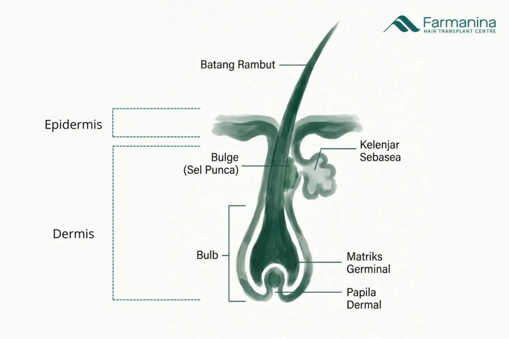 Struktur dan Anatomi Folikel Rambut